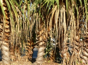 Highlight the corkscrew trunks of Pandanus spiralis by pruning off dead leaves 